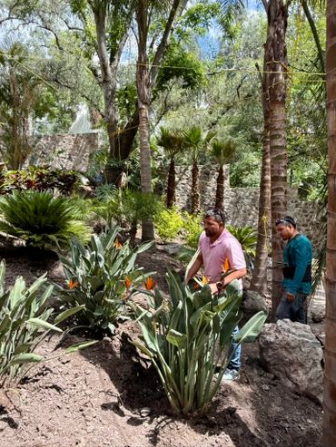 Two men inspecting plants in a lush garden with tropical foliage.