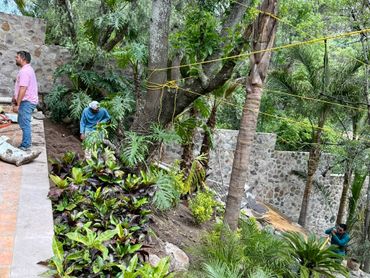 Three men working in a lush garden with stone walls and tropical plants.