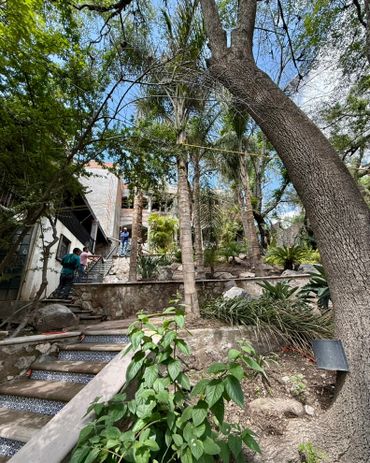 A lush garden with tall trees and stone steps leading to a house.