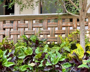 Green and purple foliage in front of a rustic woven brick fence and a tree.