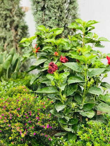 Lush green plants with some red and purple flowers in a garden.