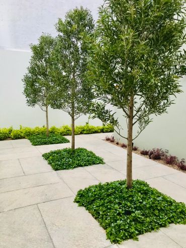 Three neatly planted trees in a modern garden with tiled flooring.