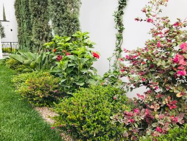 A vibrant garden with lush greenery and blooming pink and red flowers beside a white wall.