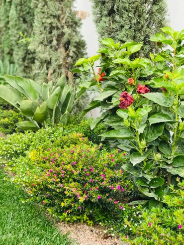 Lush garden with vibrant green foliage and blooming flowers.