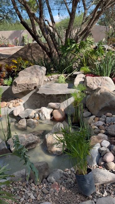 A serene garden pond with rocks, plants, and a large tree in the background.