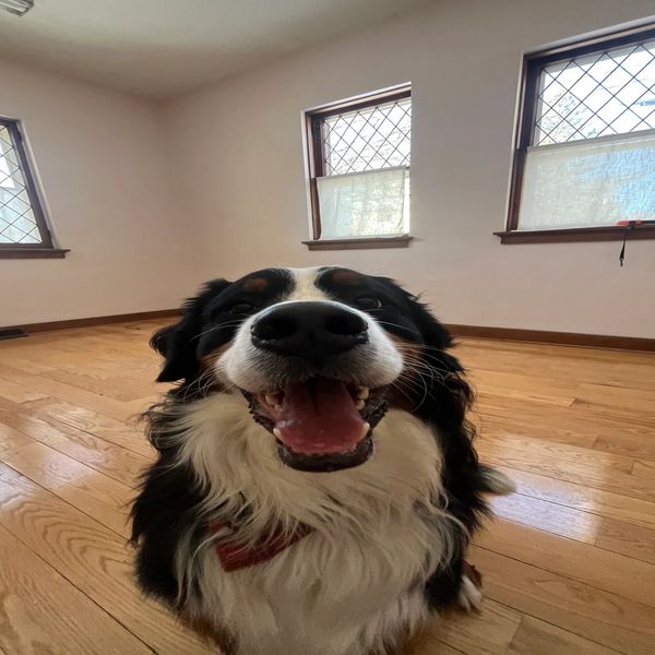 Happy Bernese Mountain Dog smiling indoors on wooden floor.