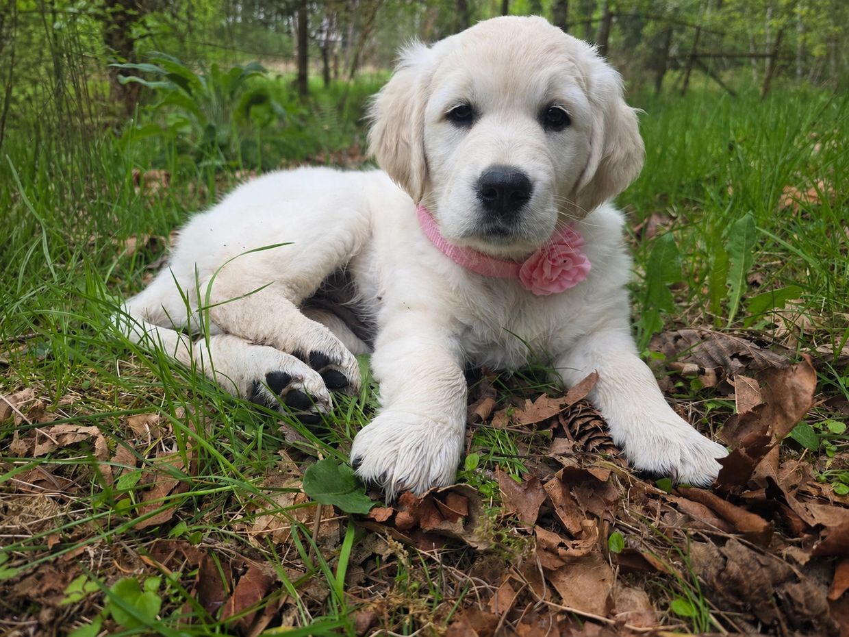 Golden Retriever, english cream retriever, labrador retriever, puppy, goldador, golden lab