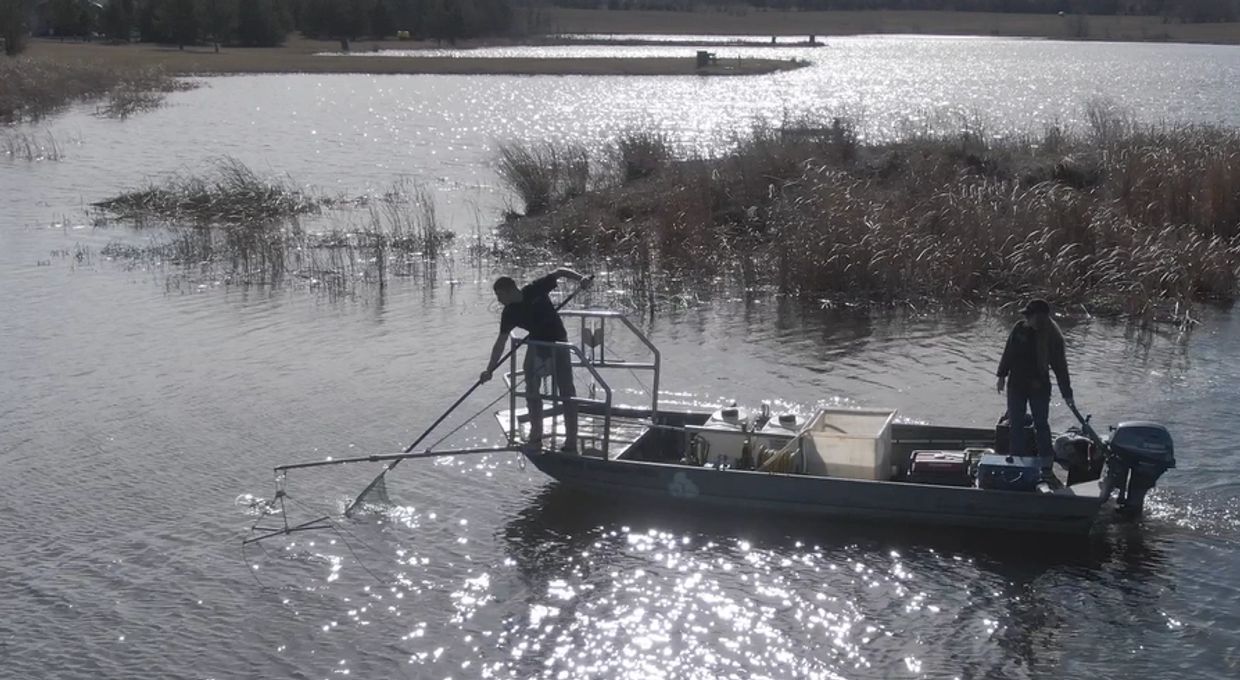Electrofishing survey in northeast texas lake