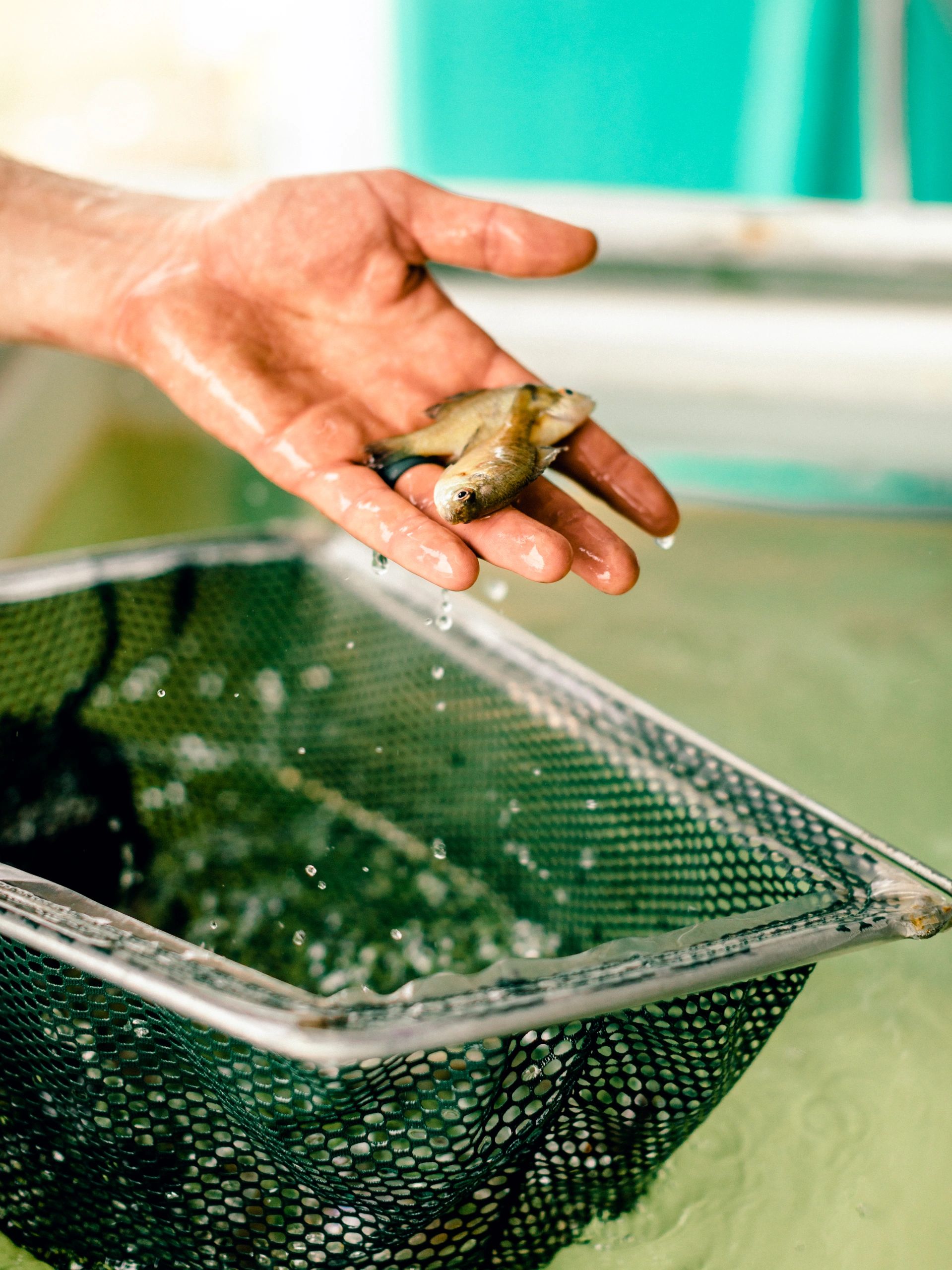 Pond Stocking Texas Fishing LLC