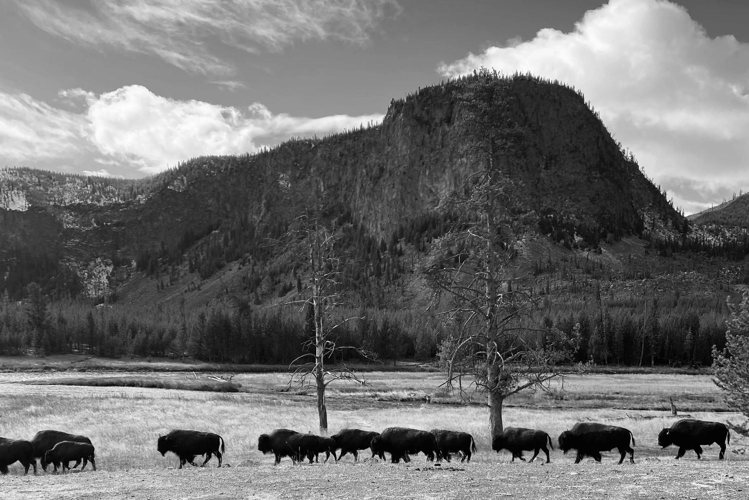 Mountain of grief and strength of bison