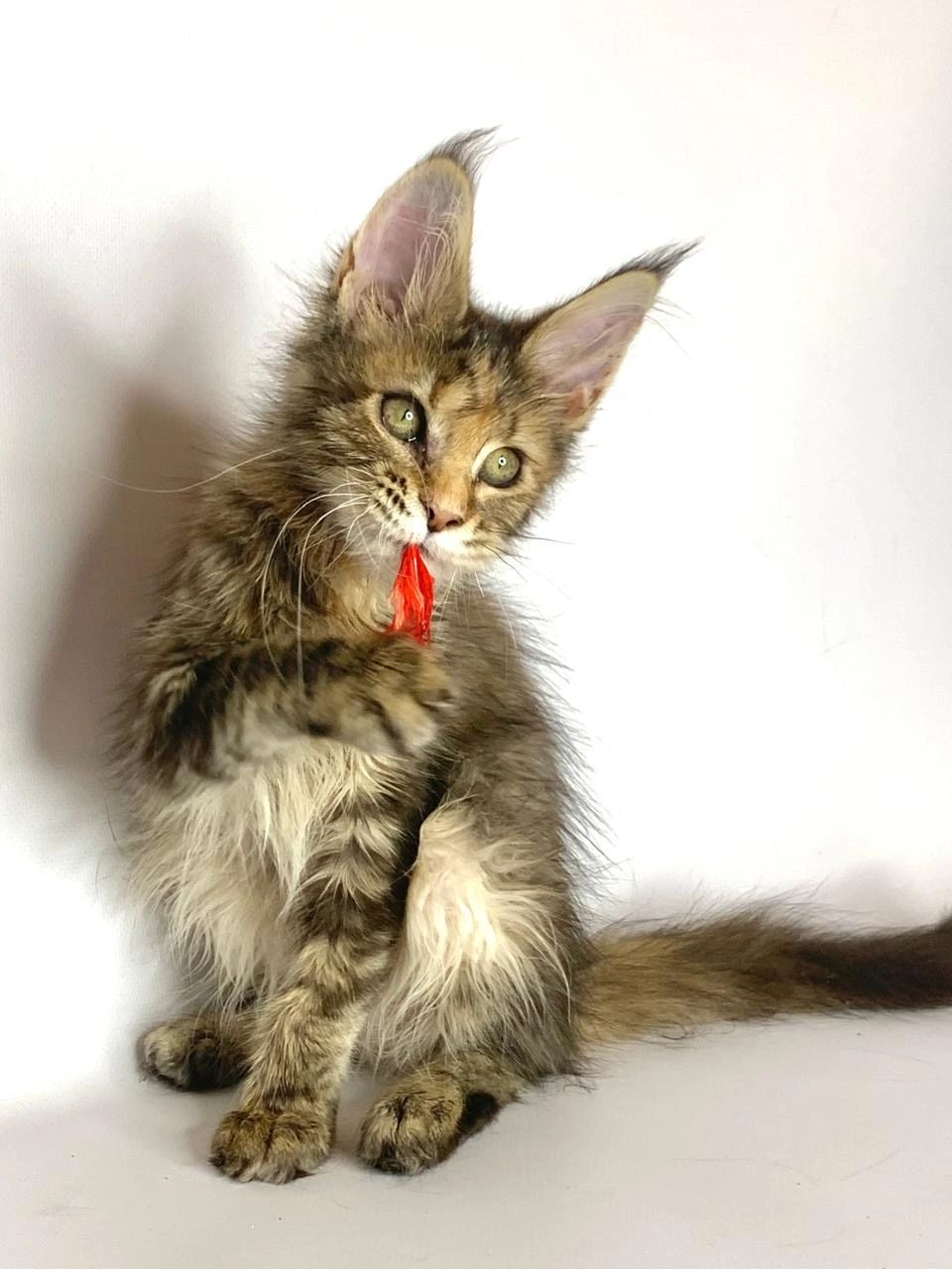 Fluffy kitten playing with a red string.