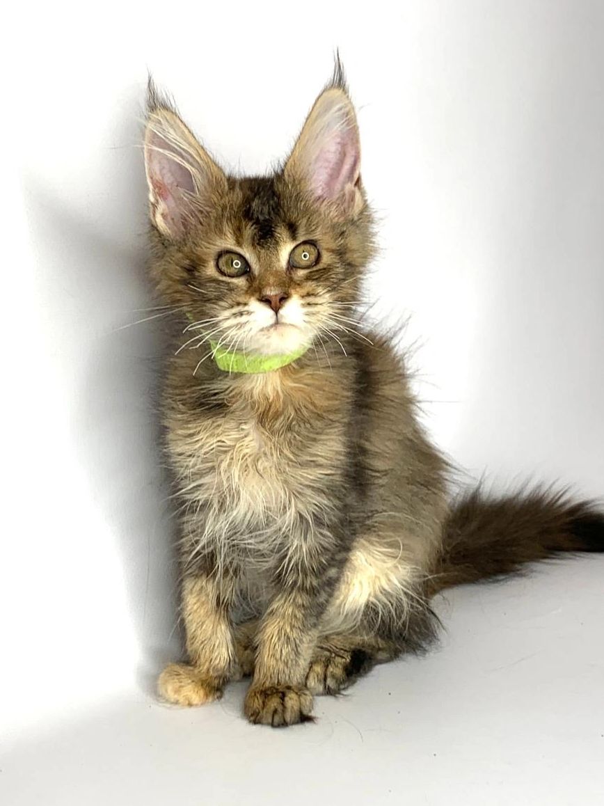 A fluffy kitten wearing a green collar.