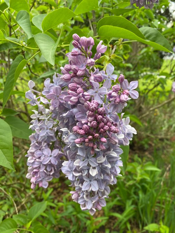 Close-up of blooming lilac flowers with green leaves.