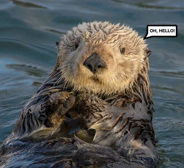 A sea otter saying hello in the water.