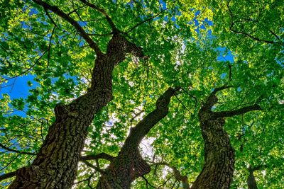 Sunlight shines through tall green trees in a forest.