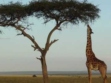 A closer photo of a giraffe reaching its neck to eat from a single tree.