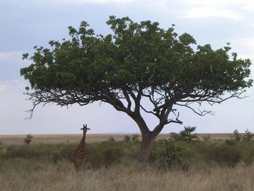 Faraway picture of a lone giraffe standing under a single tree.
