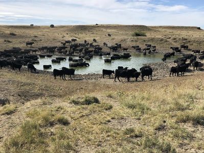 Black cattle standing in a pond in a rangeland pasture