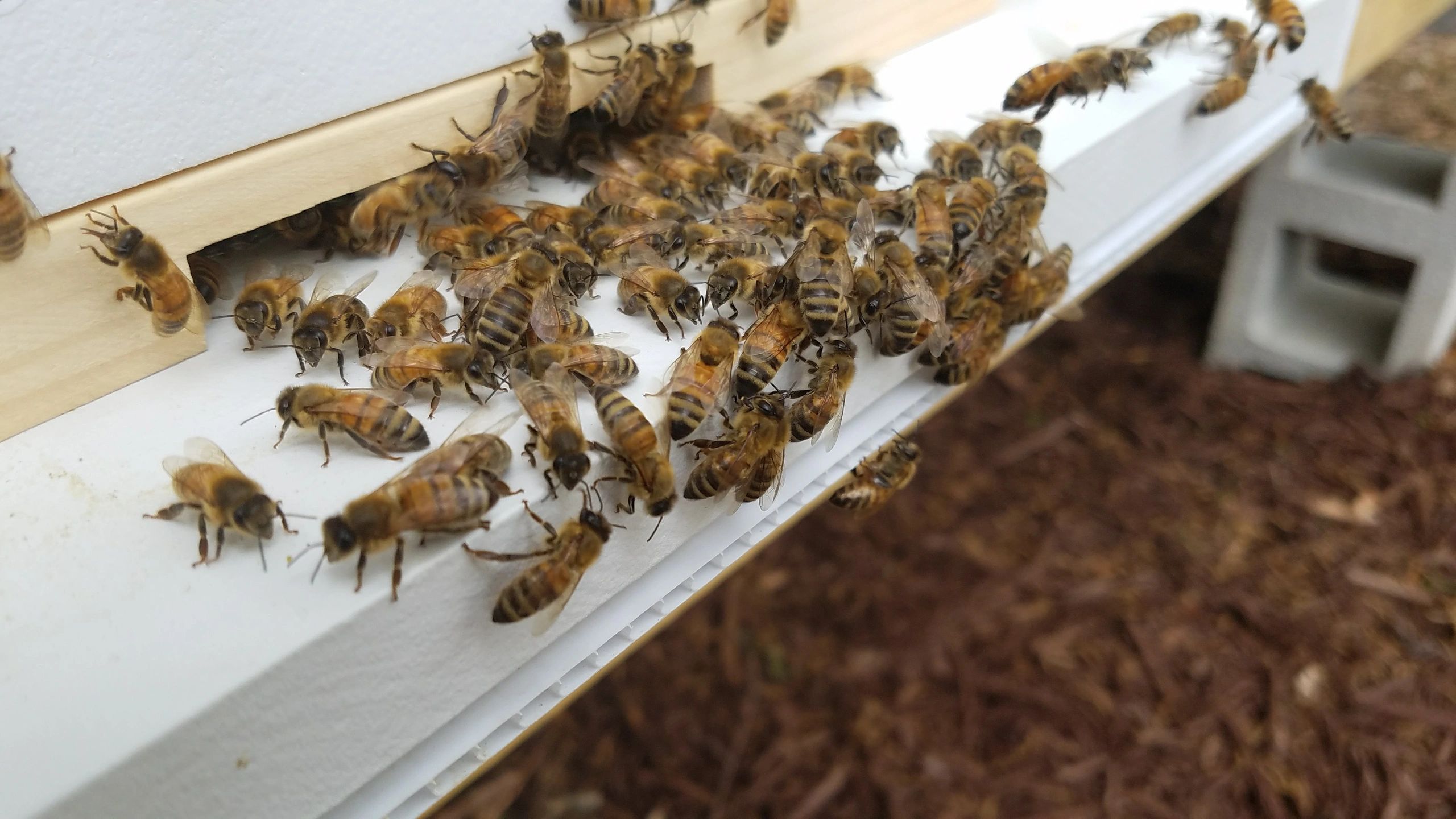 Mecklenburg County Beekeepers Association