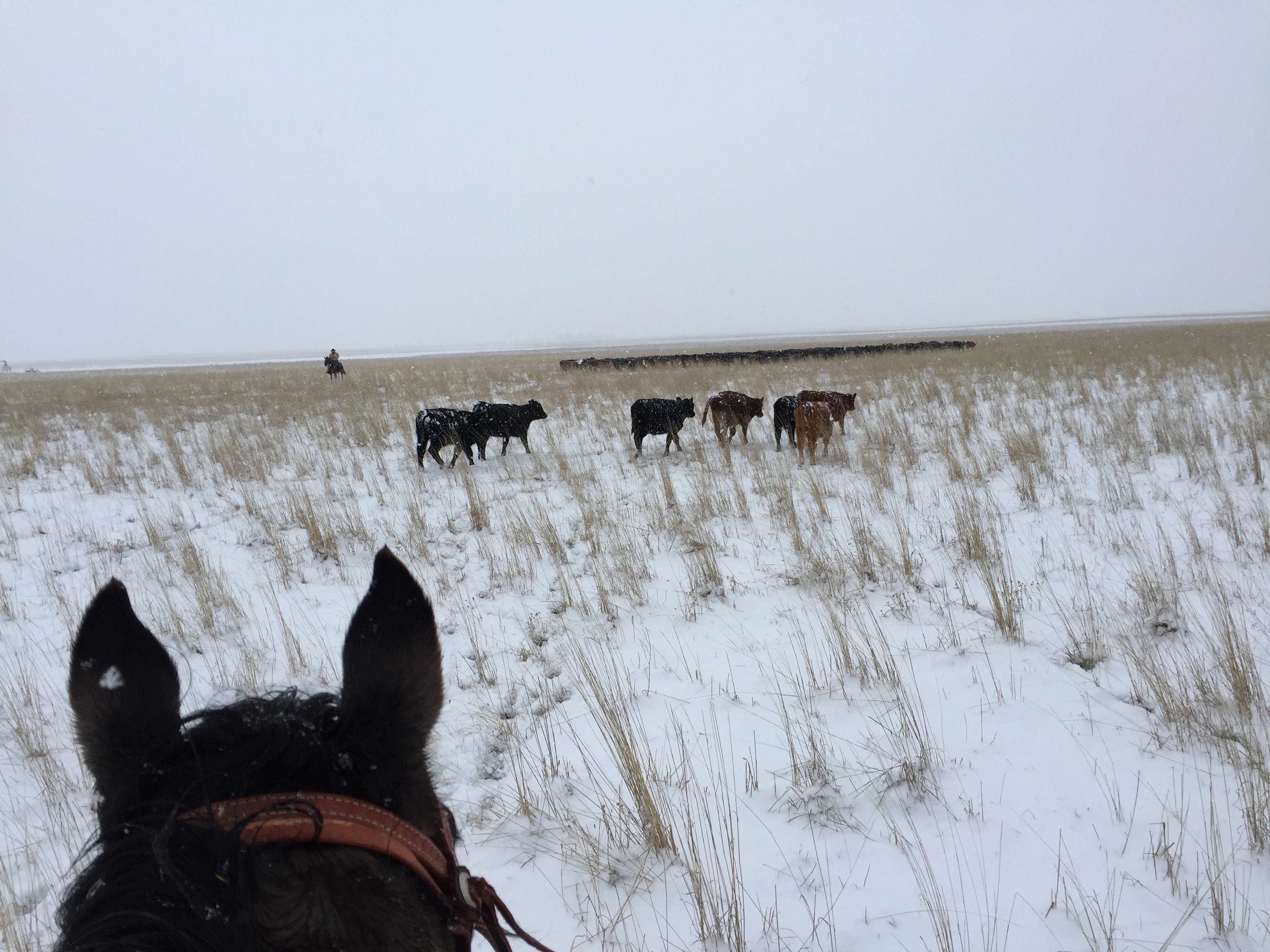 cowboy gathering cattle in a snow-covered prairie. looking over a horses ears.