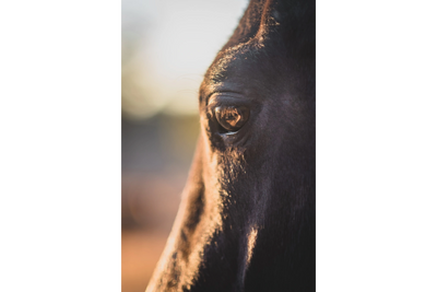 soft eye of a black horse lit by the setting sun. Accentuating the eyelashes and inner features.