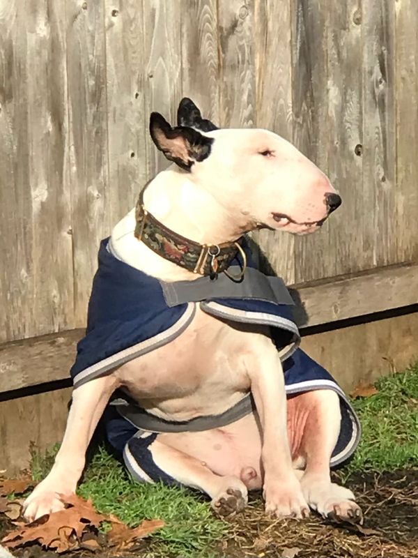 A well behaved sitting dog