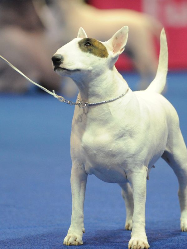 A dog at a dog show