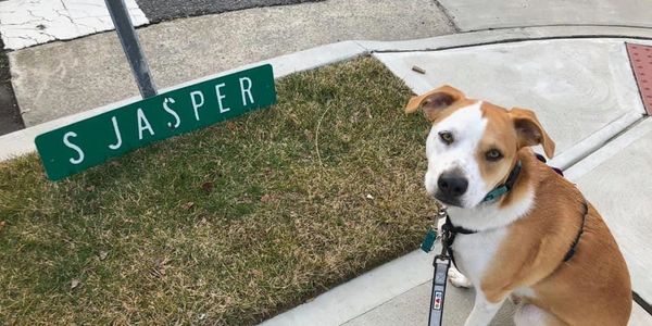 A good dog sitting while on a walk