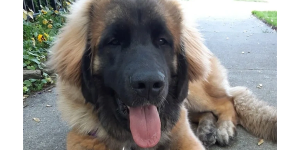 Sitting dog