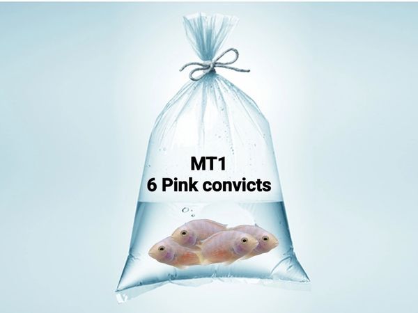 Auction fish bag labeling example