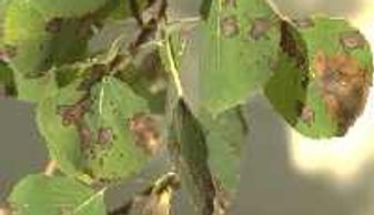 High_Country_Tree_Service_Grand_Junction_Tree_Trimming