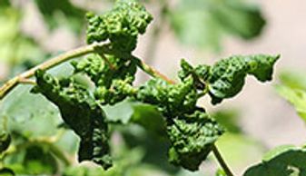High_Country_Tree_Service_Grand_Junction_Tree_Trimming