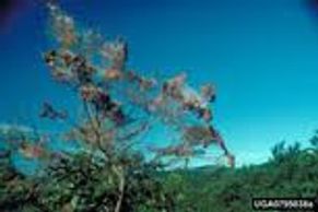 High_Country_Tree_Service_Grand_Junction_Tree_Trimming
