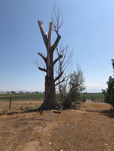 High_Country_Tree_Service_Grand_Junction_Tree_Removal