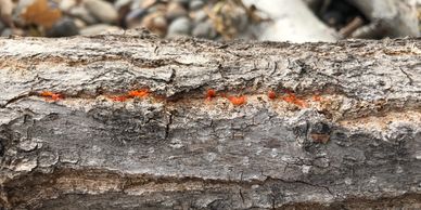 High_Country_Tree_Service_Grand_Junction_Tree Trimming