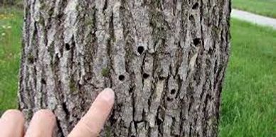 High_Country_Tree_Service_Grand_Junction_Tree_Removal