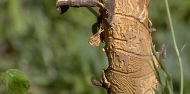High_Country_Tree_Service_Grand_Junction_Tree_Trimming