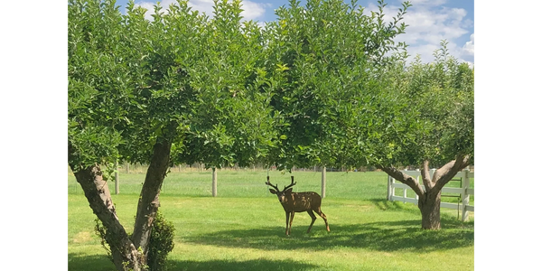 High_Country_Tree_Service_Grand_Junction_Fruit_Trees