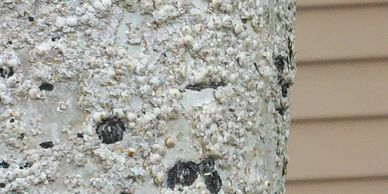 High_Country_Tree_Service_Grand_Junction_Tree_Trimming