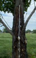 High_Country_Tree_Service_Grand_Junction_Tree_Trimming