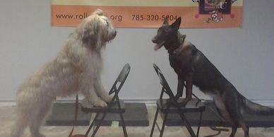 2 dogs facing each other with front paws on chairs