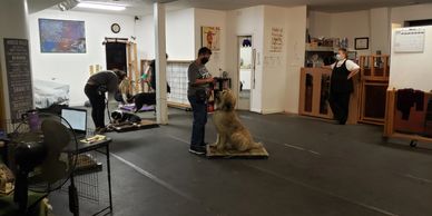 A group of people with dogs working on heeling and sit