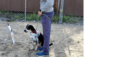 A person and dog stopped at a Rally sign