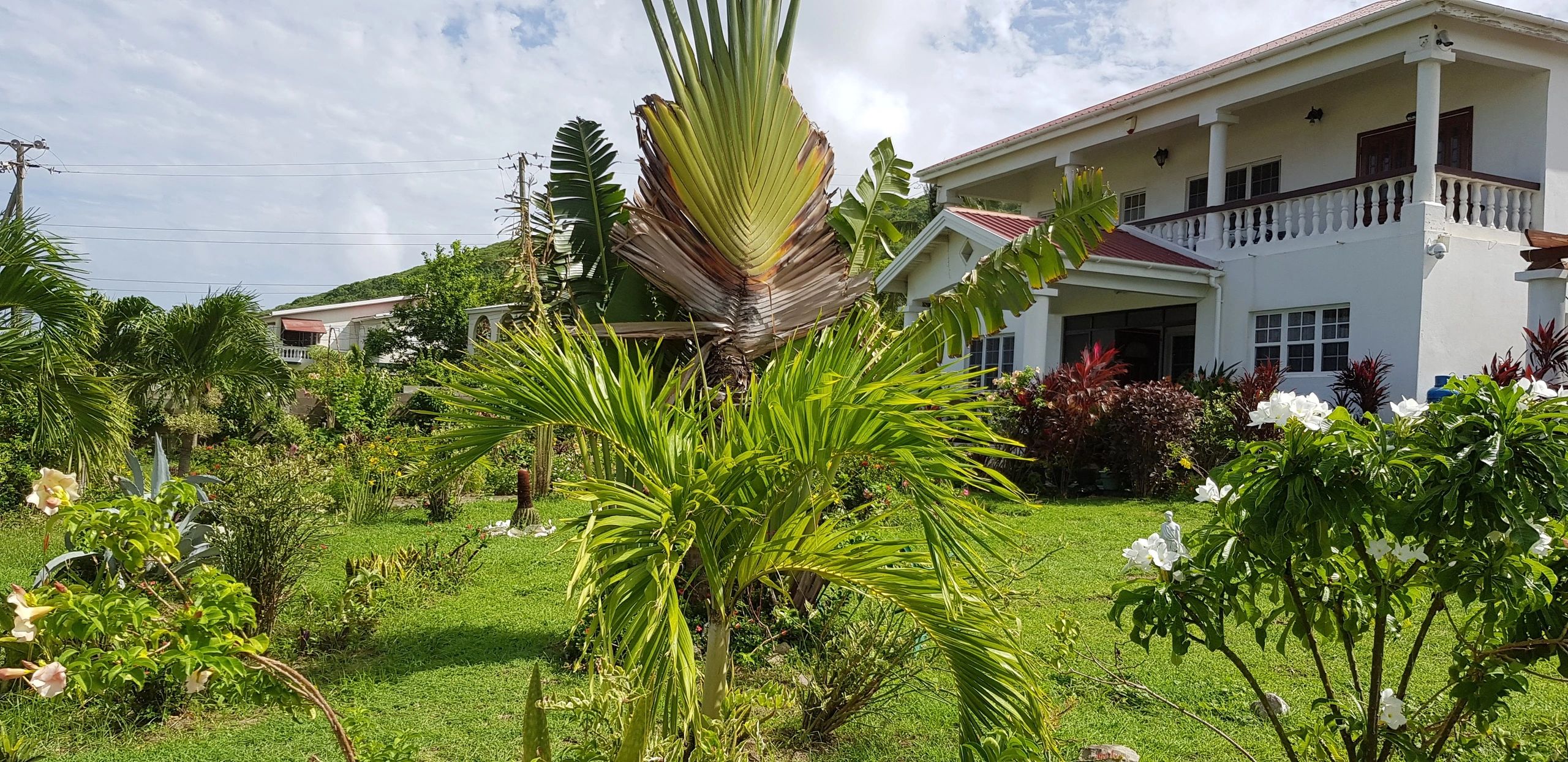 Tropical garden with lush greenery in front of a white house.
