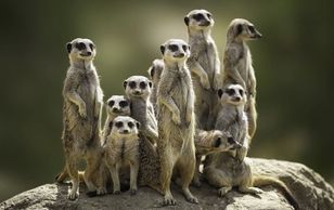 Meercats