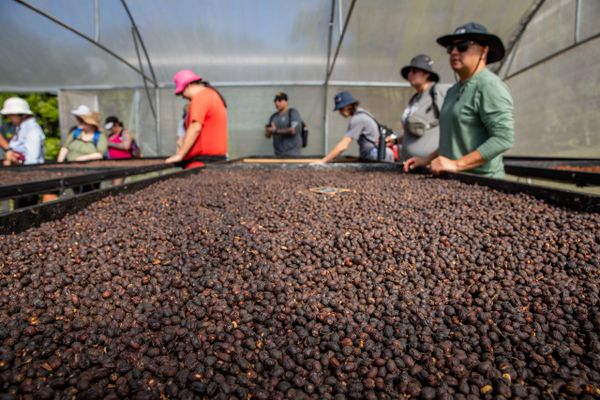 whole coffee beans - coffee farm - Costa Rica