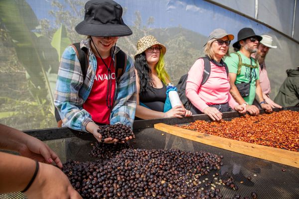 Picking up coffee beans Farm 17