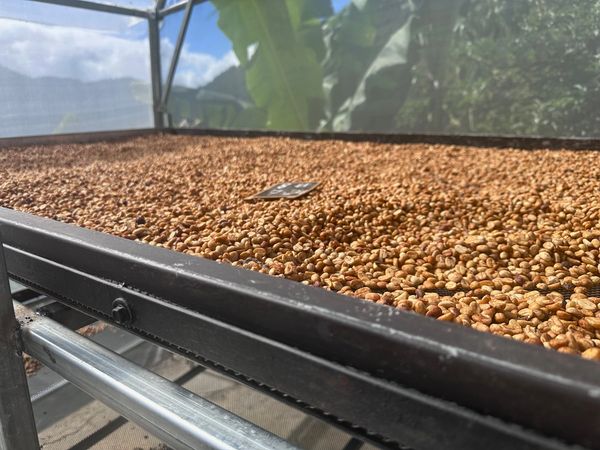 Coffee beans farm17 - Costa Rica