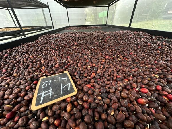 Coffee beans - Farm