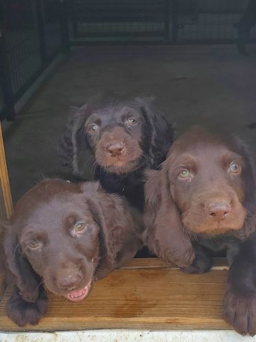 Boykin Spaniel puppies